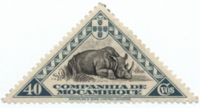 Black Rhinoceros (Diceros bicornis)