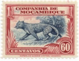 Leopard (Panthera pardus)