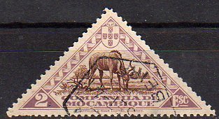 Greater Kudu (Tragelaphus strepsiceros)
