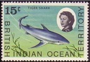 Blue Shark (Prionace glauca)