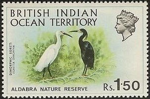 Dimorphic Egret (Egretta dimorpha) 