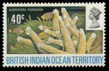Staghorn Coral (Acropora formosa)