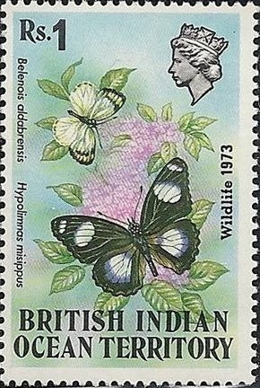 (Belenois aldabrensis), Danaid Eggfly (Hypolimnas misippus)