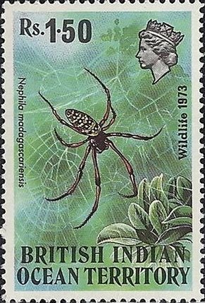 Banana Spider (Nephila madagascariensis)