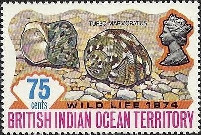 Great Green Turban Shell (Turbo marmoratus)