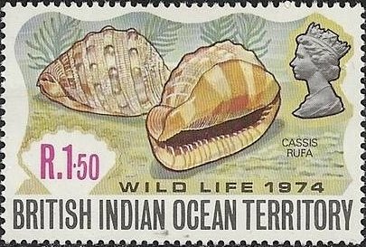 Stamp, Red Helmet (Cassis rufa), British Indian Ocean Territory,  , Shells