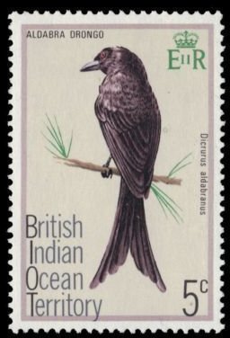 Aldabra Drongo (Dicrurus aldabranus)