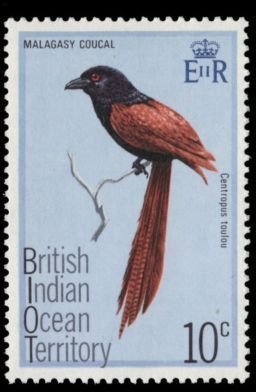 Malagasy Coucal (Centropus toulou)