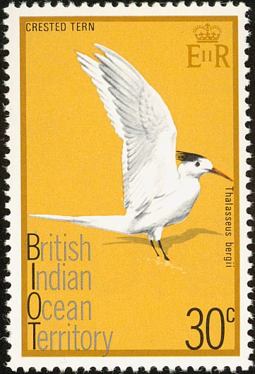 Greater Crested Tern (Thalasseus bergii)