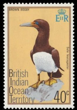 Brown Booby (Sula leucogaster)