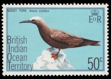 Brown Noddy (Anous stolidus)