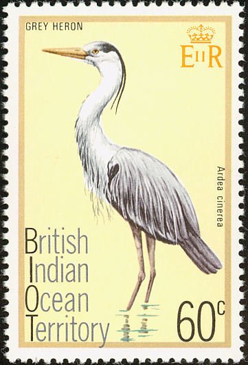 Grey Heron (Ardea cinerea)