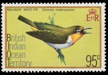 Aldabra White-eye (Zosterops maderaspatana)