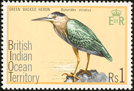 Striated Heron (Butorides striatus)