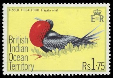 Lesser Frigatebird (Fregata ariel) 