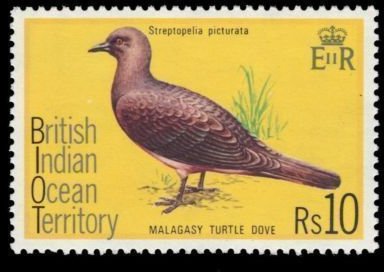 Malagasy Turtle Dove (Streptopelia picturata)