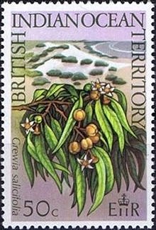 Grewia Salicifolia