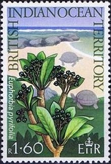 Euphorbia Pyrifolia