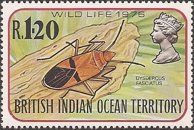 Cotton Stainer (Dysdercus fasciatus)