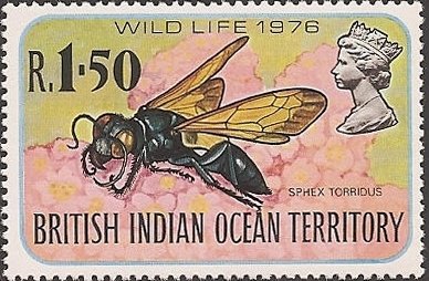 Digger Wasp (Sphex torridus)