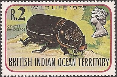 Coconut Rhinoceros Beetle (Oryctes rhinoceros)