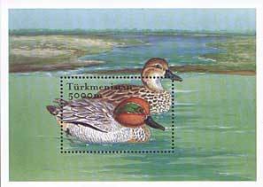 Common Teal (Anas crecca)