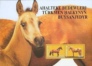 Akhal-Teke Horse (Equus ferus caballus)