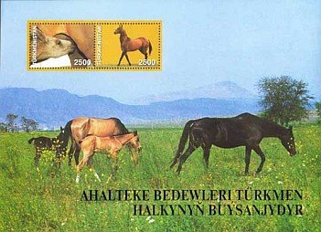 Akhal-Teke Horse (Equus ferus caballus)