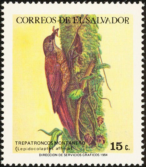 Spot-crowned Woodcreeper (Lepidocolaptes affinis)
