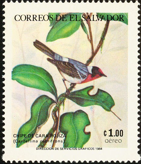 Red-faced Warbler (Cardellina rubrifrons)