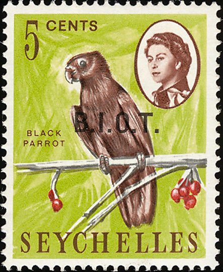 Seychelles Black Parrot (Coracopsis nigra barkleyi) - Overpr