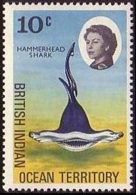 Smooth Hammerhead (Sphyrna zygaena)