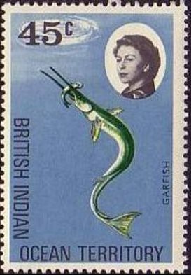 Yellowfin Needlefish (Tylosurus leiurus) 