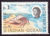 Giant Hermit Crab (Petrochirus diogenes)