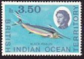 Black Marlin (Makaira indica)