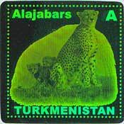 Cheetah (Acinonyx jubatus)