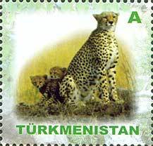 Cheetah (Acinonyx jubatus)