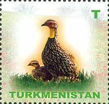 Black Francolin (Francolinus francolinus)