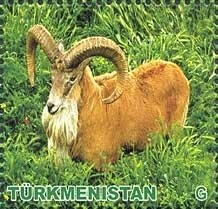 Urial (Ovis orientalis vignei)