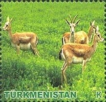 Goitered Gazelle (Gazella subgutturosa)