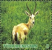 Goitered Gazelle (Gazella subgutturosa)