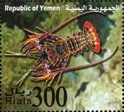 Scalloped Spiny Lobster (Panulirus homarus)