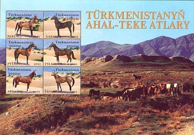 Akhal-Teke Horse (Equus ferus caballus) 