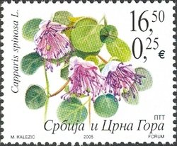 Capparis spinosa L.