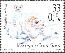 Stoat (Mustela erminea)