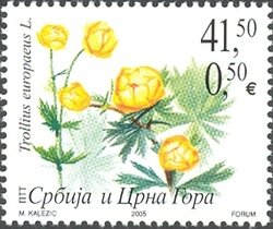 Trollius europaeus L.