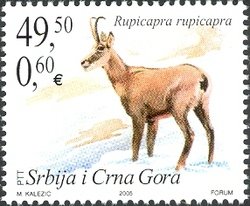 Balkan Chamois (Rupicapra rupicapra balcanica)