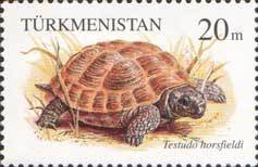 Horsfield's Tortoise (Testudo horsfieldii)