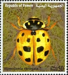 Spotted AMber Ladybird (Hippodamia variegata)