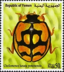 Lunata Ladybird (Cheilomenes lunata yemenensis)